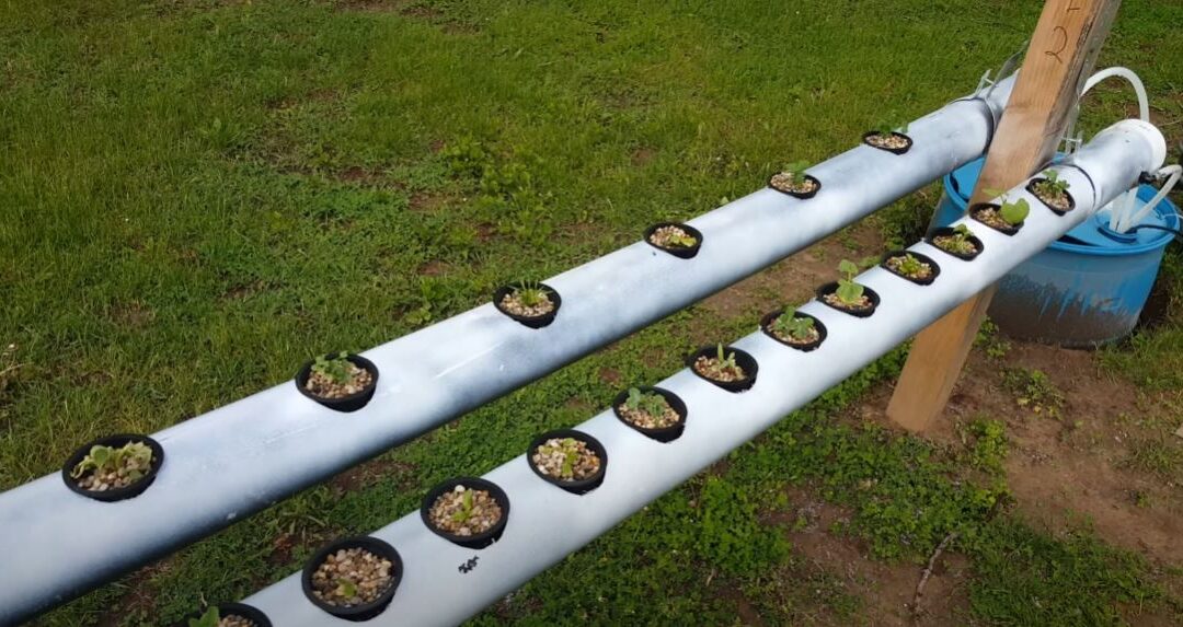 Hydroponic Garden Test 1: A Green Thumb’s Adventure!