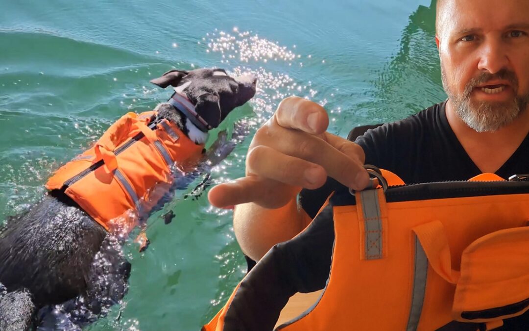 Queenmore Dog Life Jacket #1 Dog Life Jacket of 2024: Safety and Fun Combined!