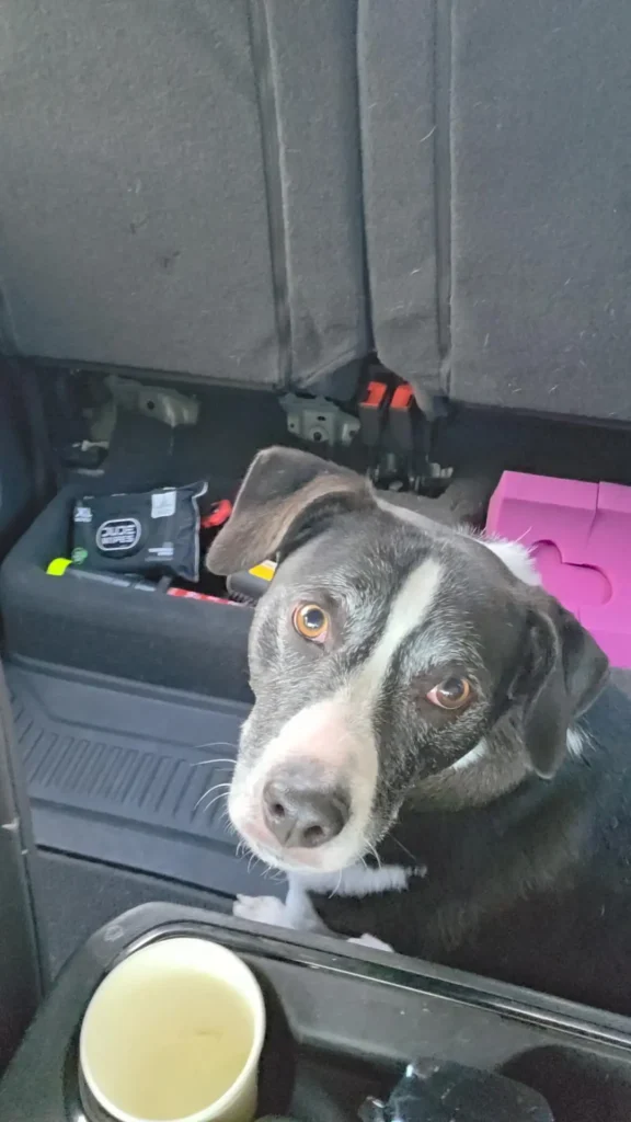 happy trout tidbits dog in car