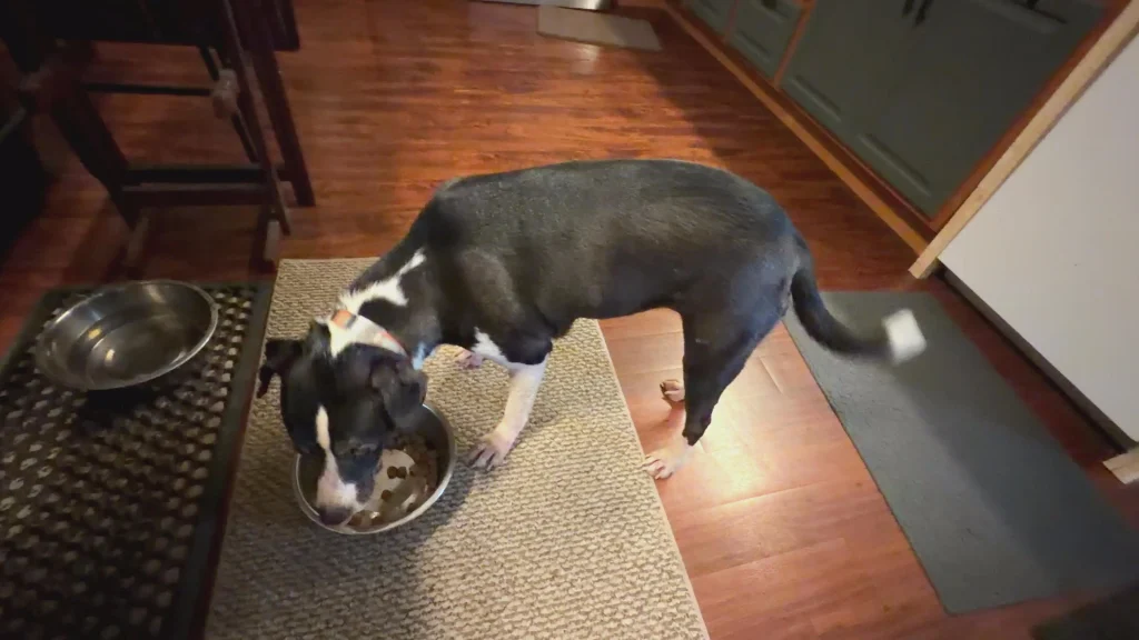 maddie eating from bowl overhead